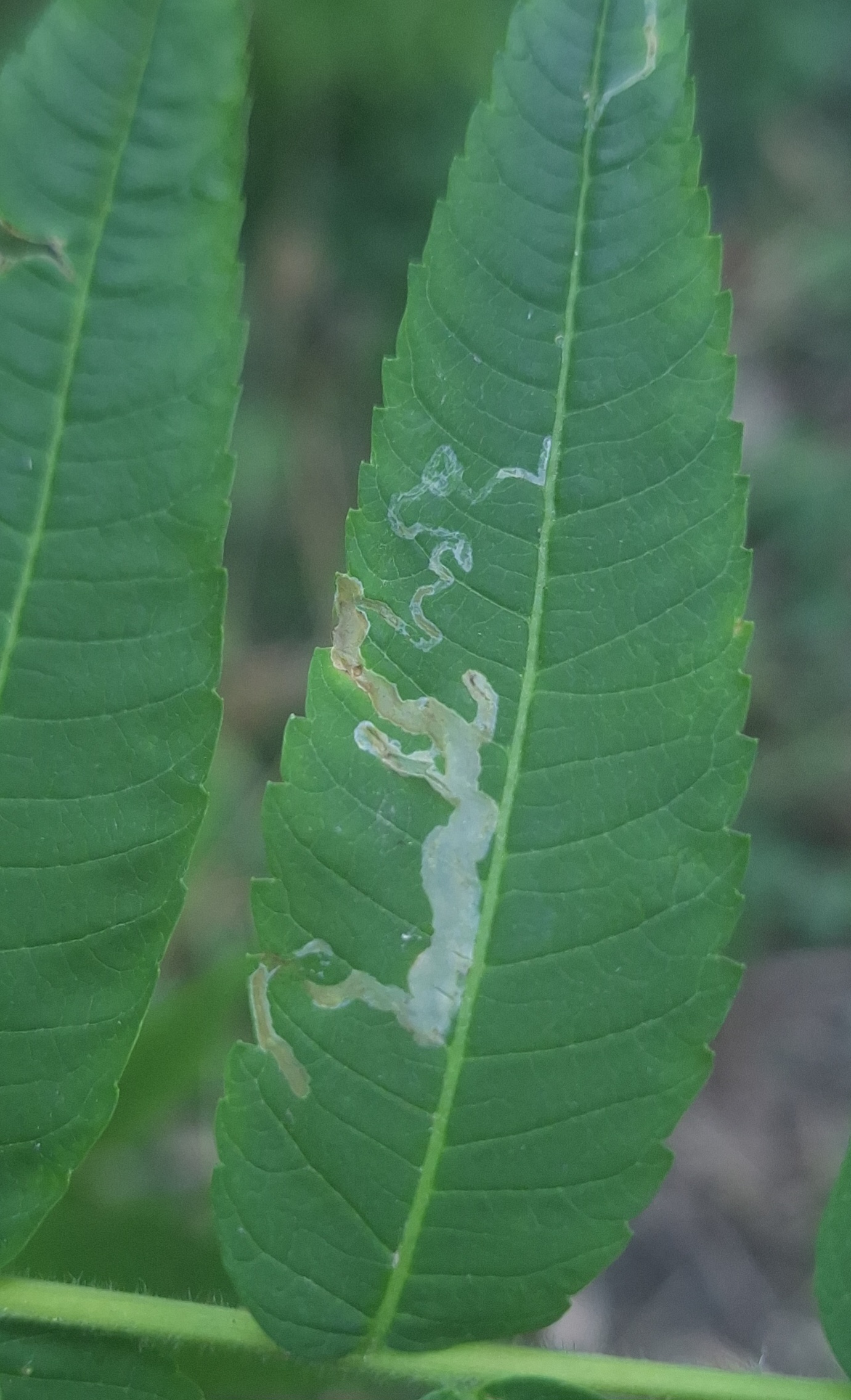 Caloptilia coruscans