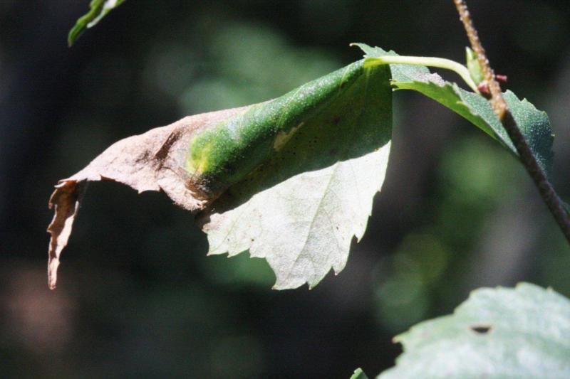 Caloptilia populetorum