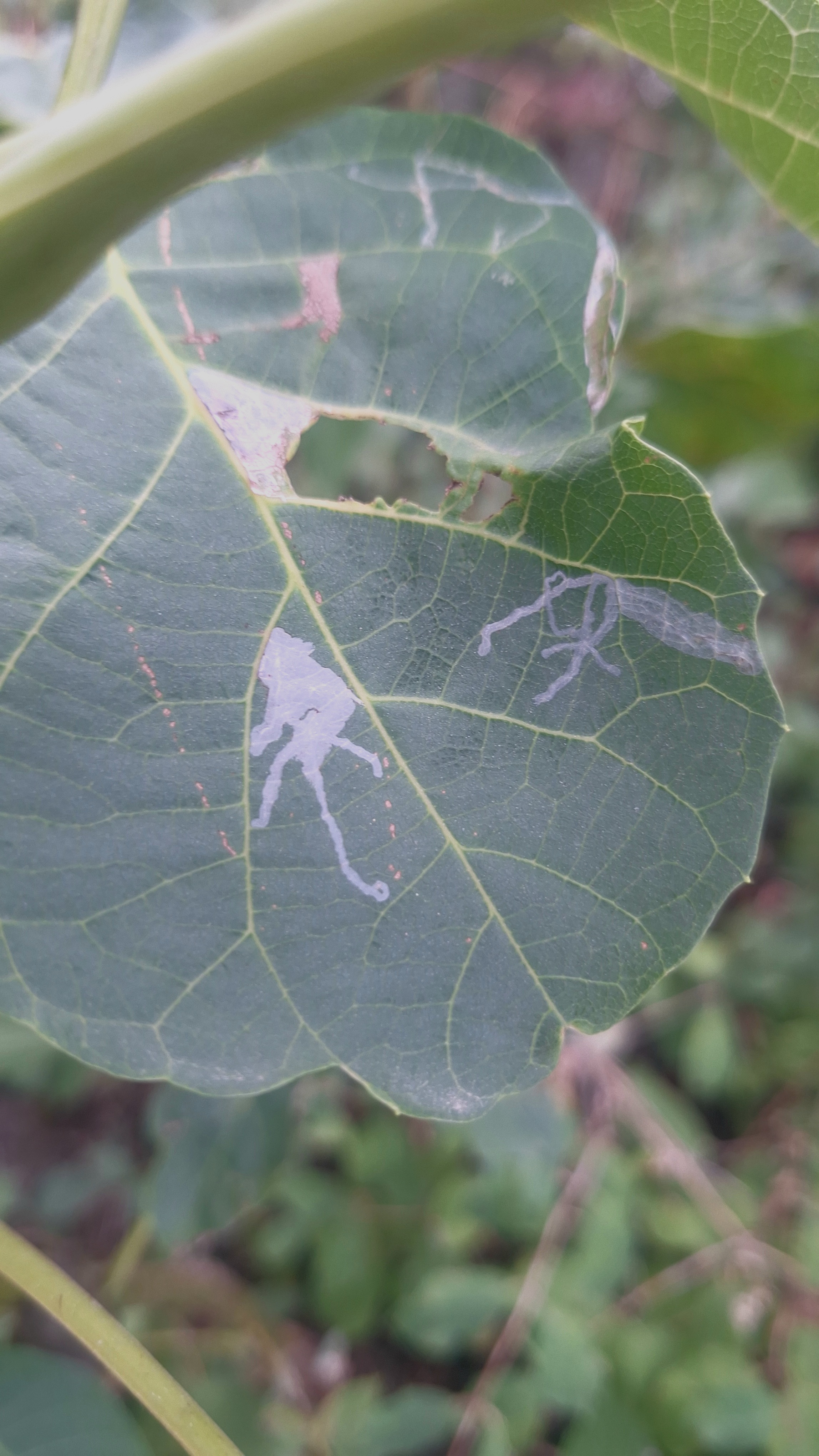 Caloptilia roscipennella