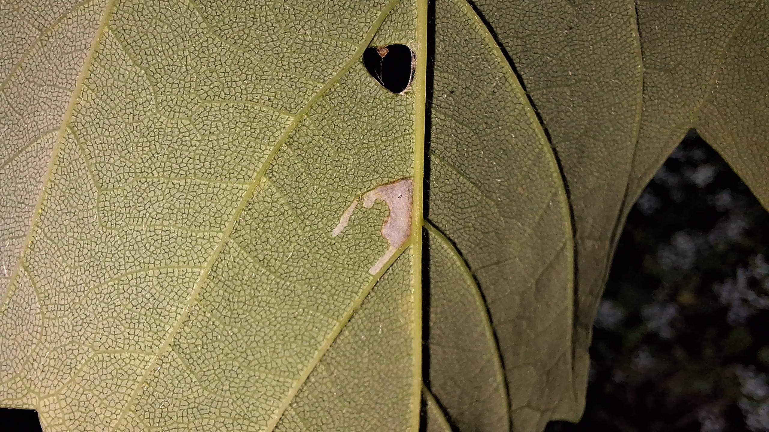 Caloptilia rufipennella