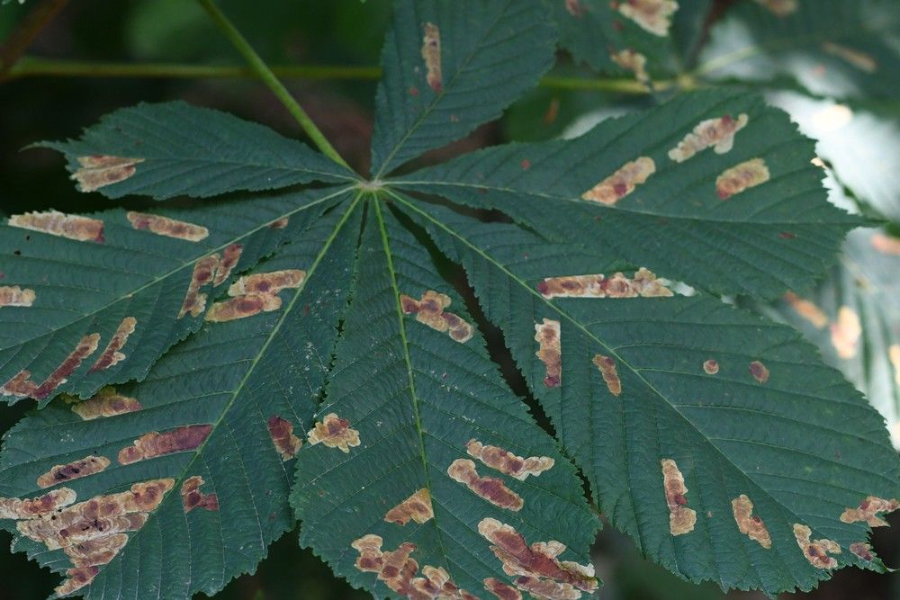 Cameraria ohridella