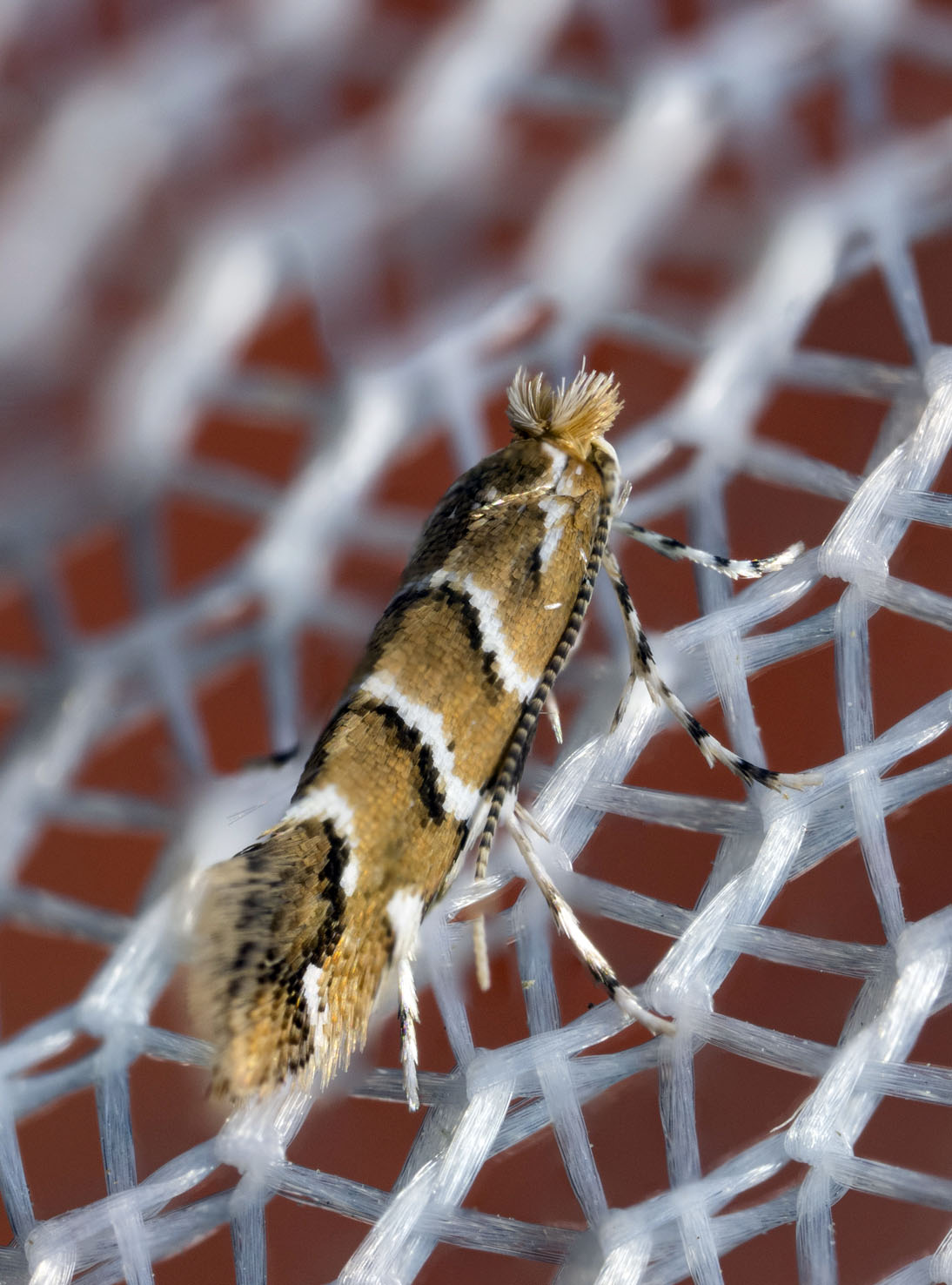 Cameraria ohridella