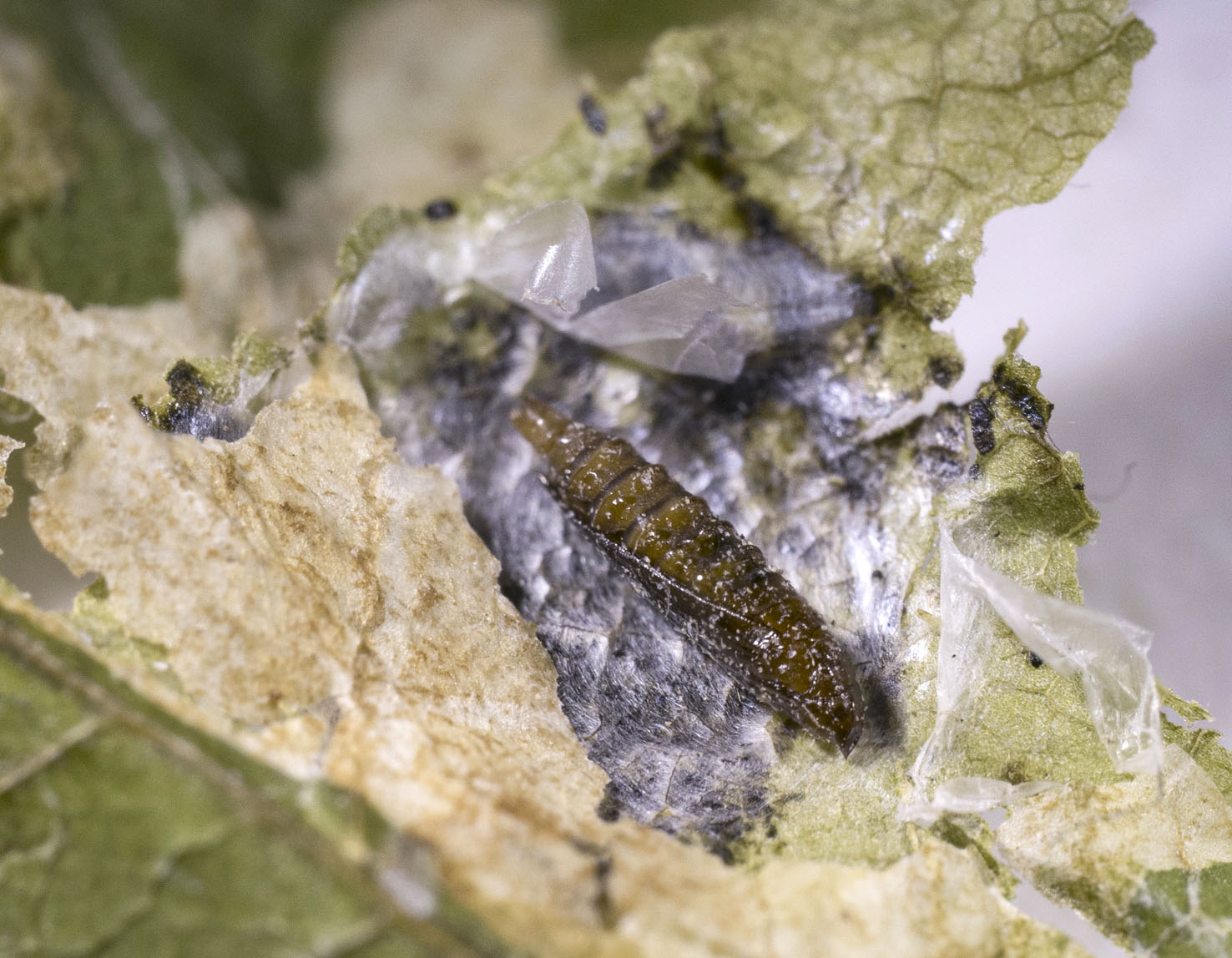 Cameraria ohridella