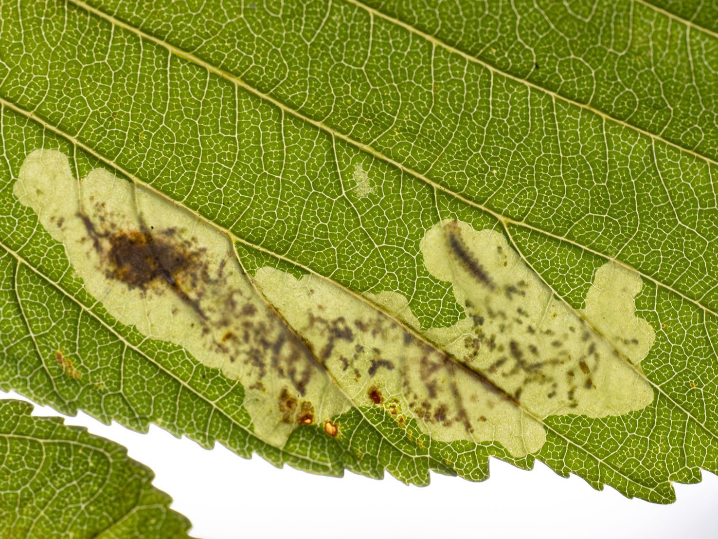 Cameraria ohridella