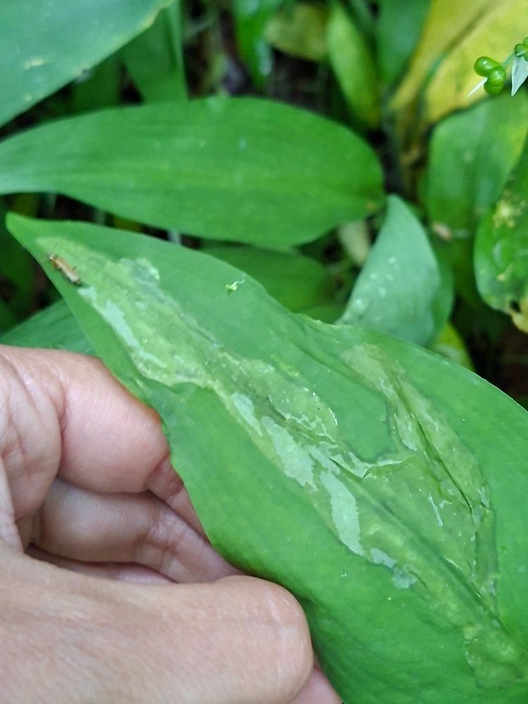 Cheilosia fasciata