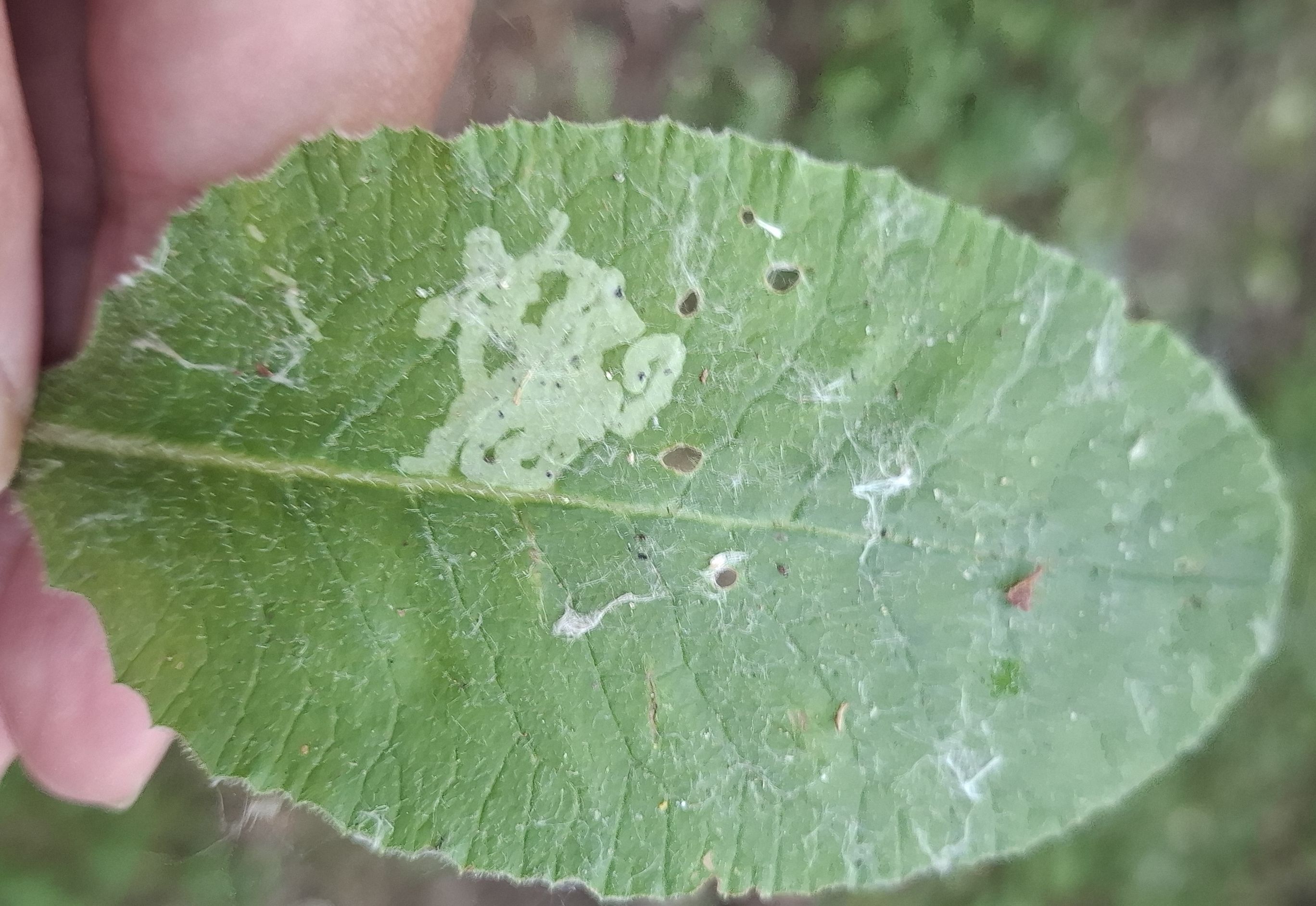 Chromatomyia primulae