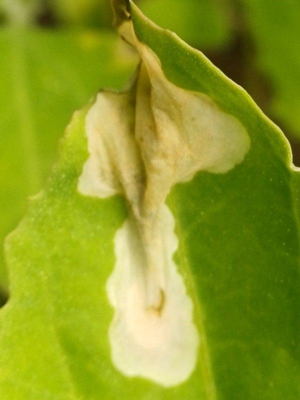 Chrysoesthia sexguttella