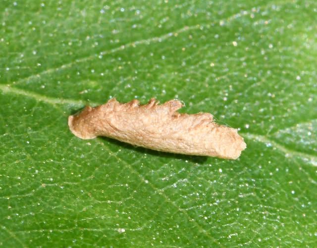 Coleophora serratella