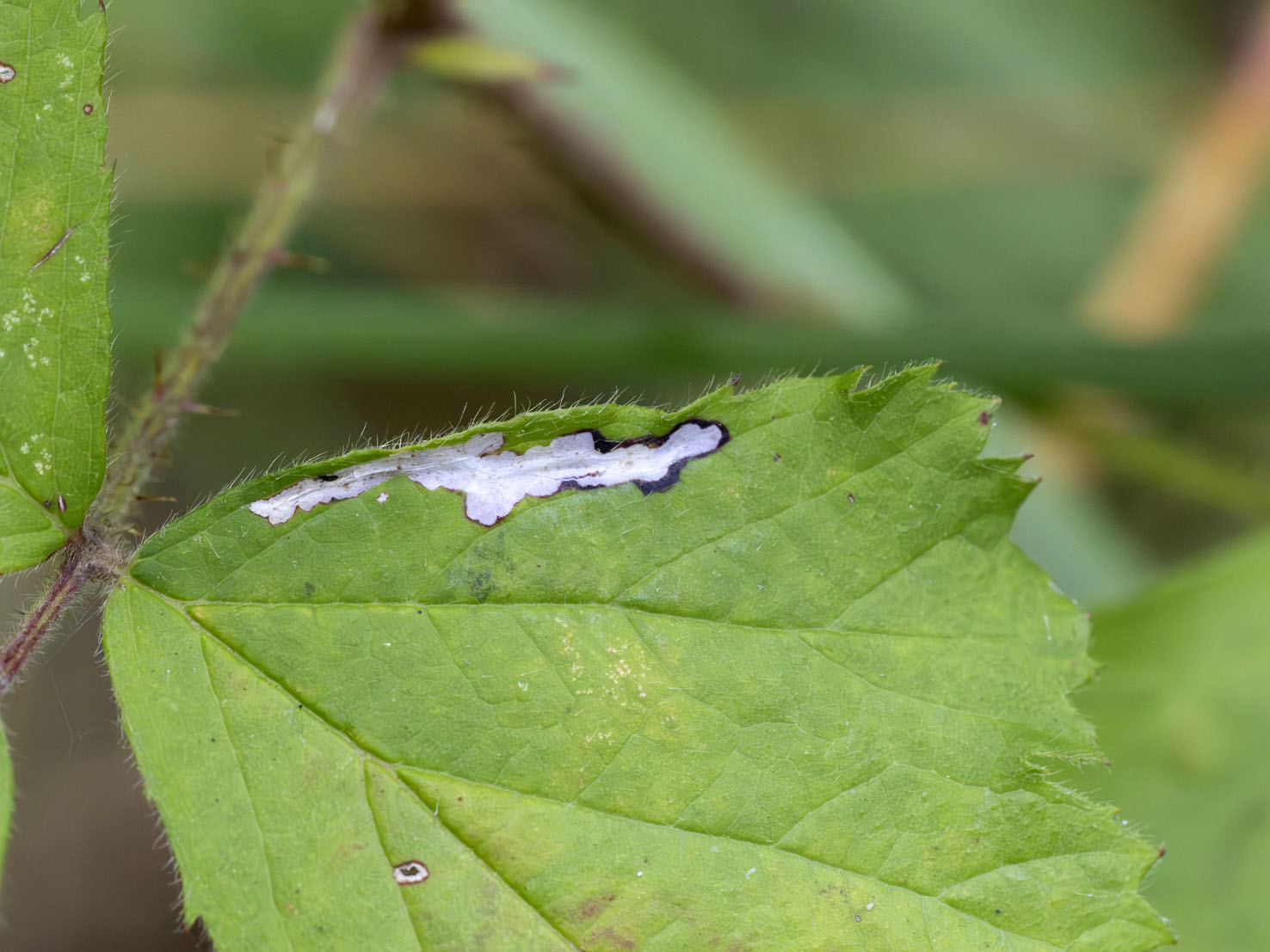 Coptotriche marginea
