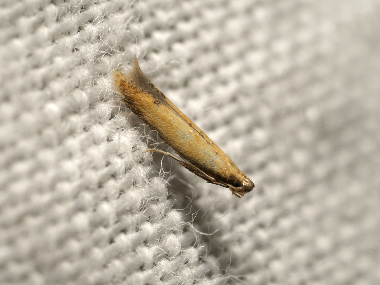 Coptotriche marginea