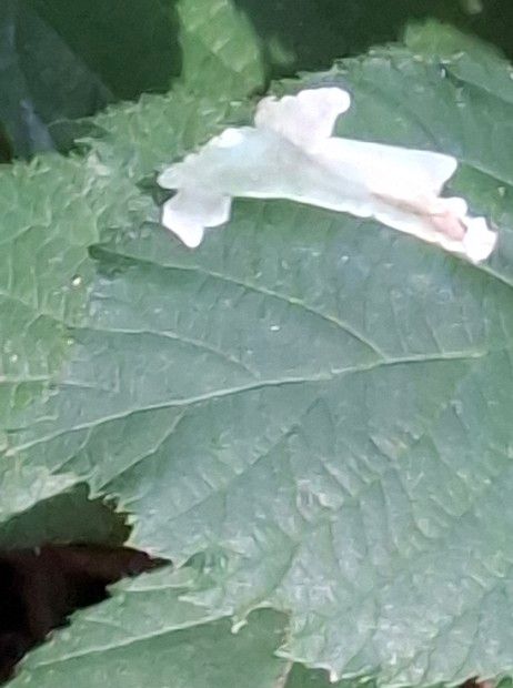 Coptotriche marginea