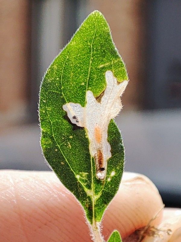 Cosmopterix pulchrimella