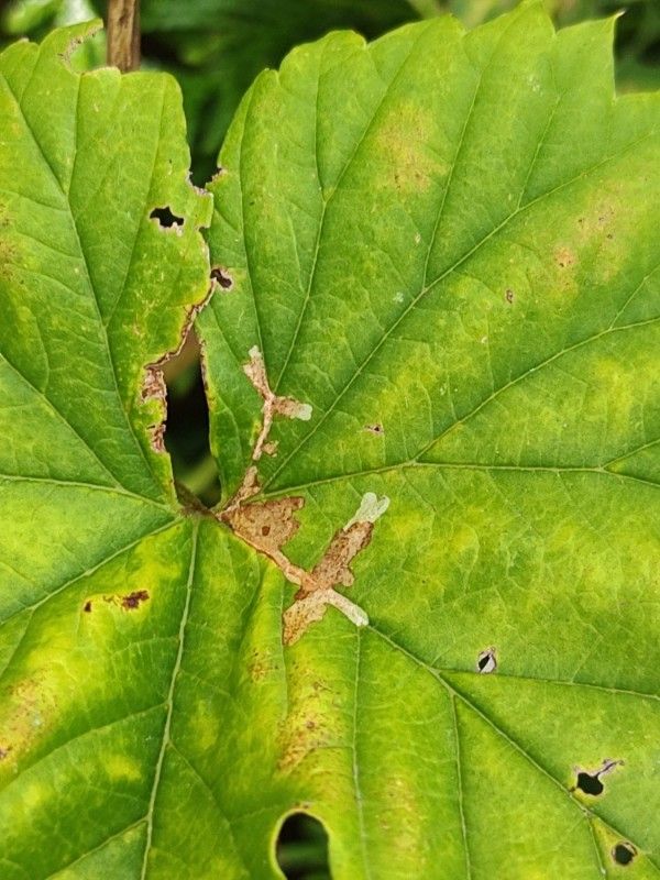Cosmopterix zieglerella