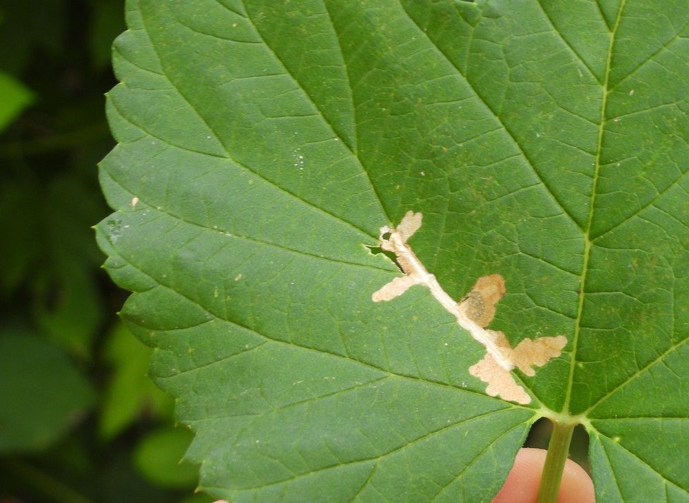 Cosmopterix zieglerella