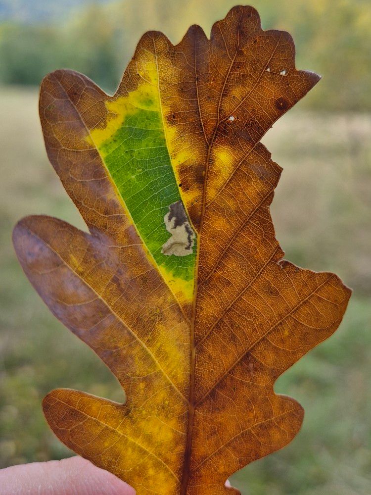Ectoedemia albifasciella