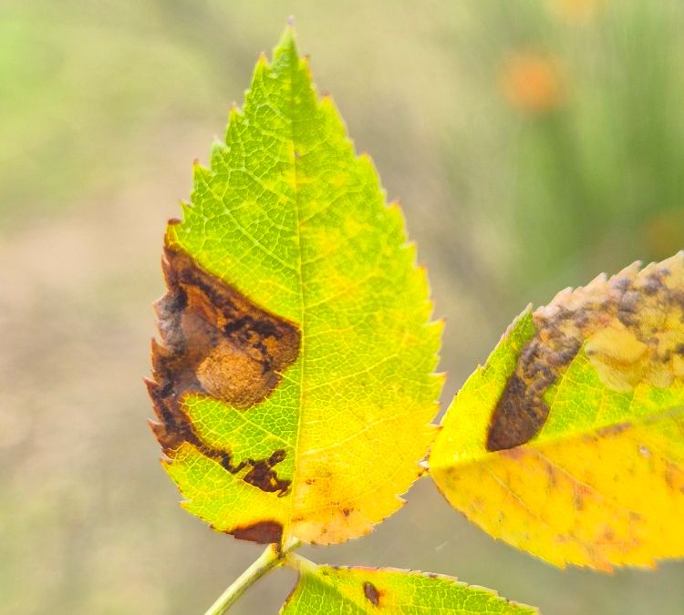 Ectoedemia angulifasciella