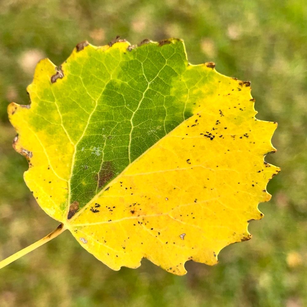 Ectoedemia argyropeza