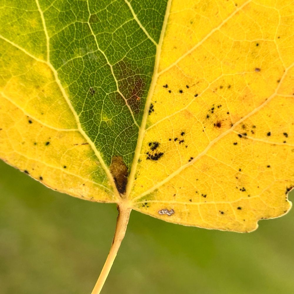 Ectoedemia argyropeza