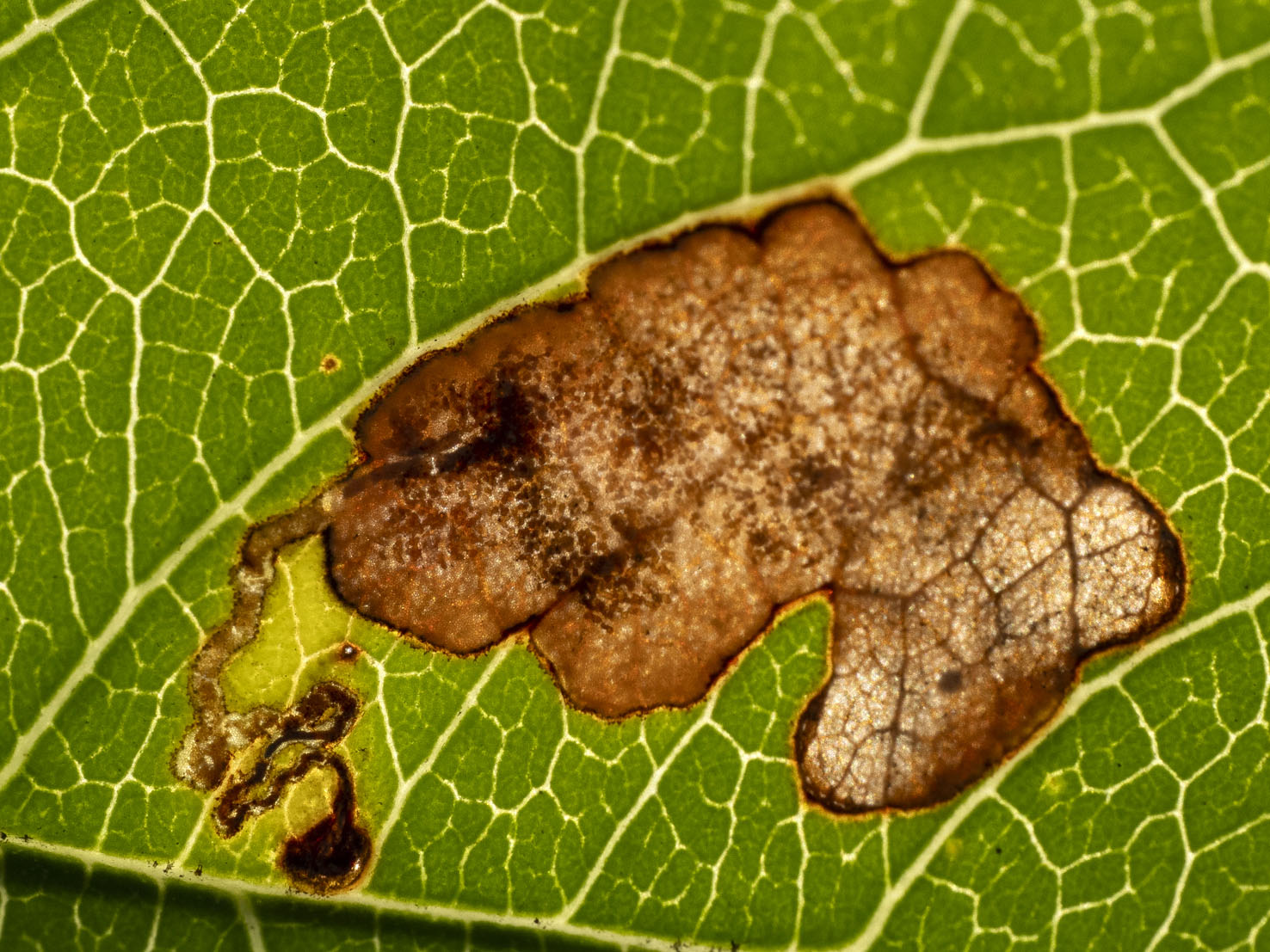 Ectoedemia atricollis