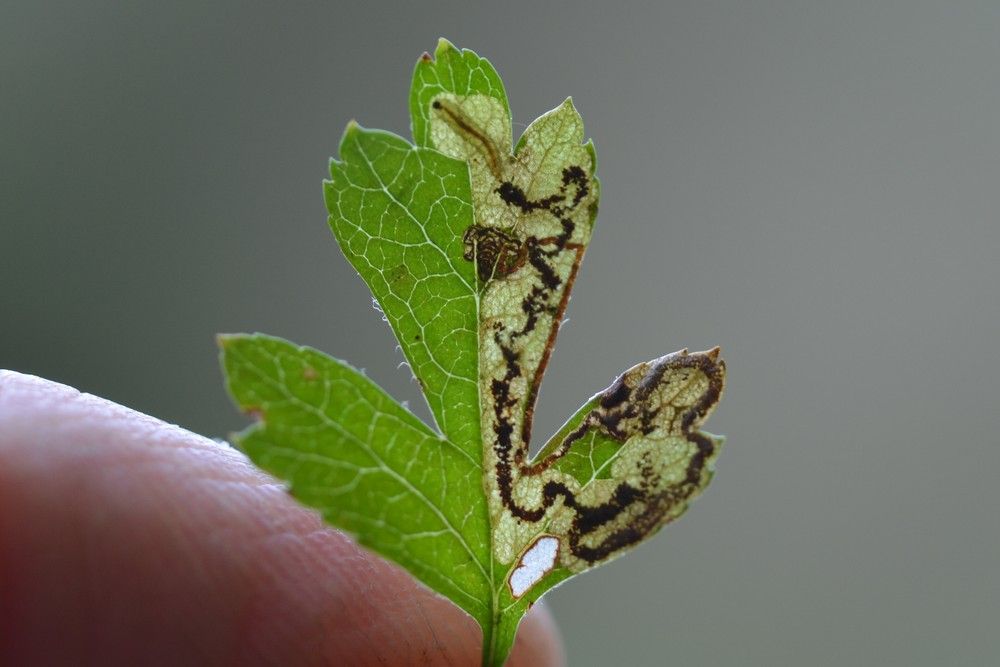 Ectoedemia atricollis