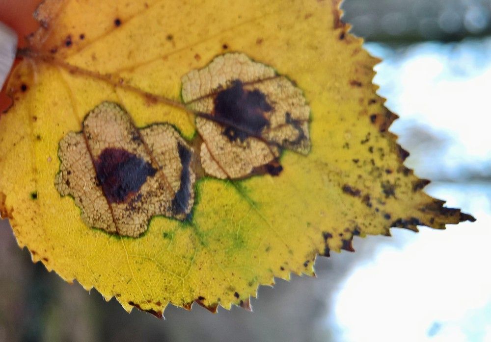 Ectoedemia occultella