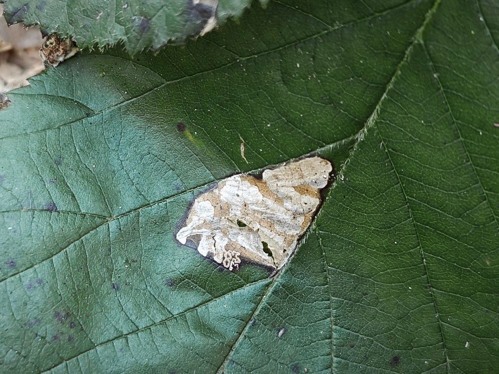 Ectoedemia rubivora