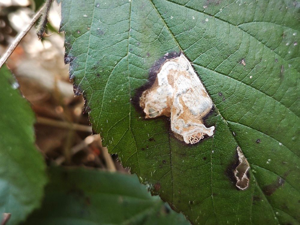 Ectoedemia rubivora