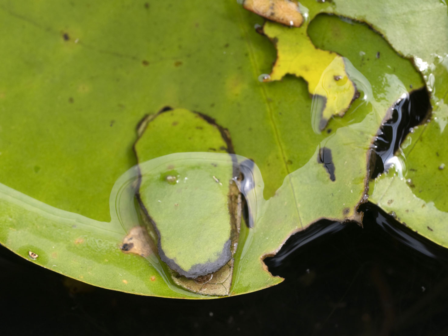 Elophila nymphaeata