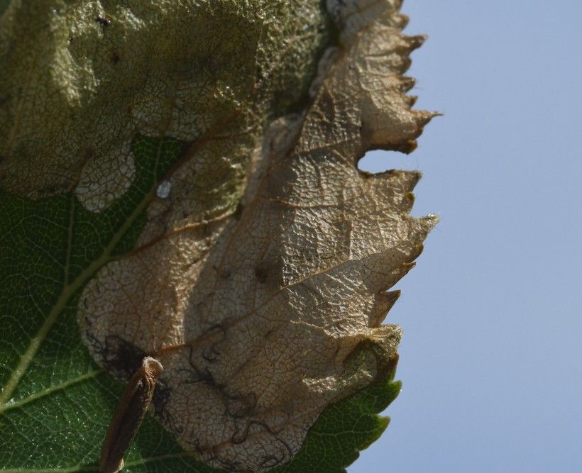 Eriocrania sangii