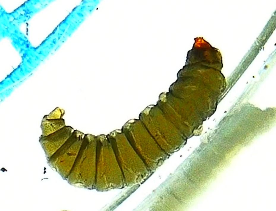 Eriocrania sangii