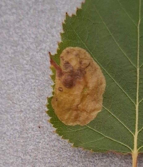 Fenusella nana