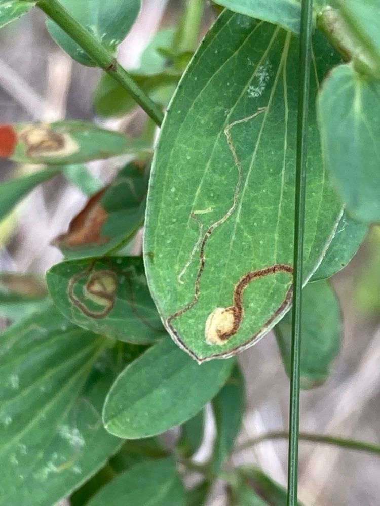 Fomoria septembrella