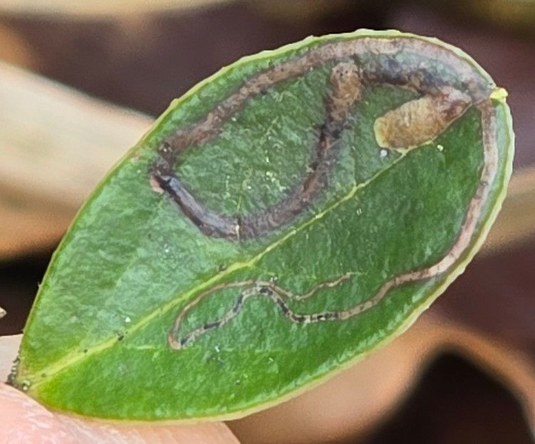 Fomoria weaveri