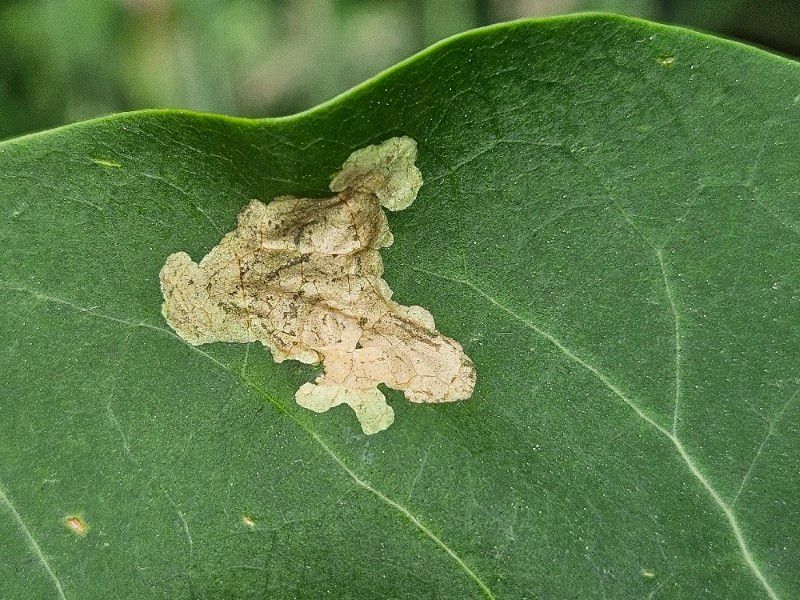 Gracillaria syringella