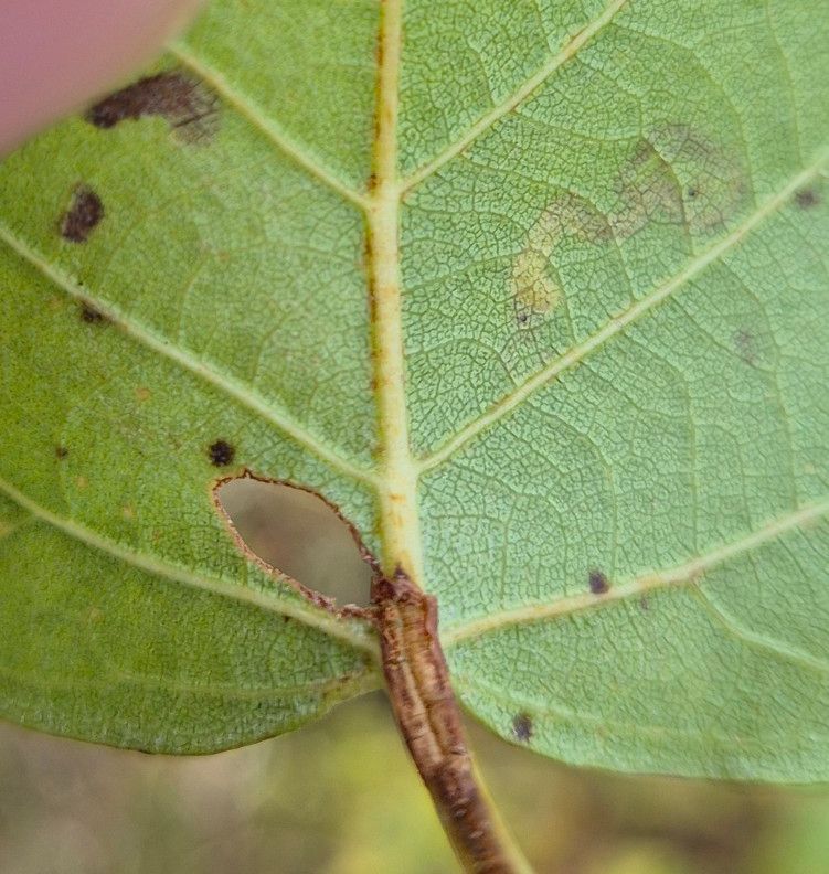 Heliozela hammoniella