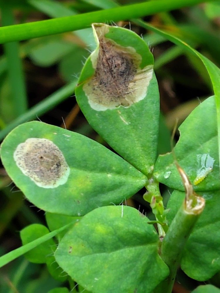 Leucoptera lotella