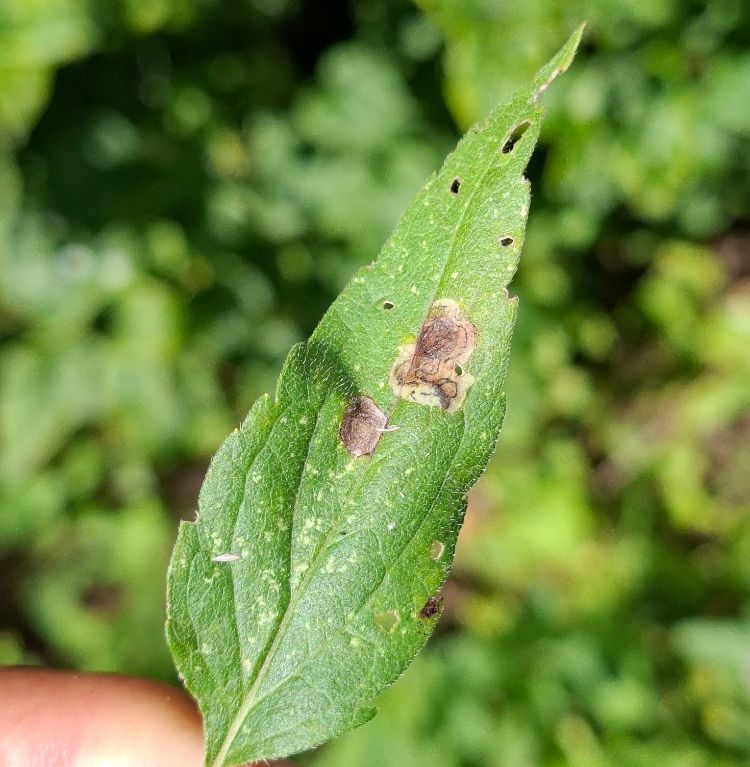 Liriomyza eupatorii