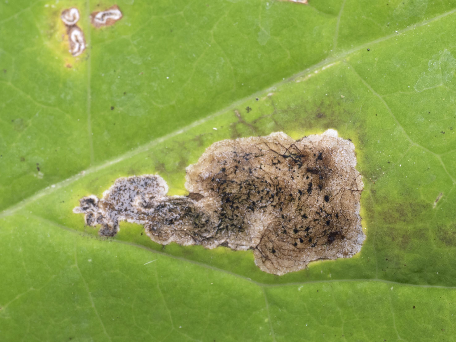 Liriomyza puella