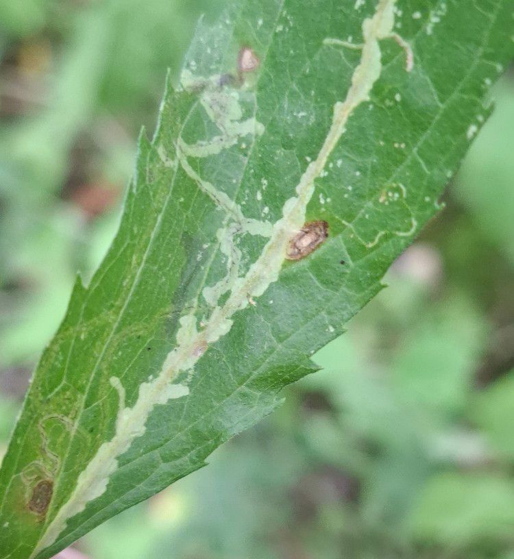 Liriomyza strigata