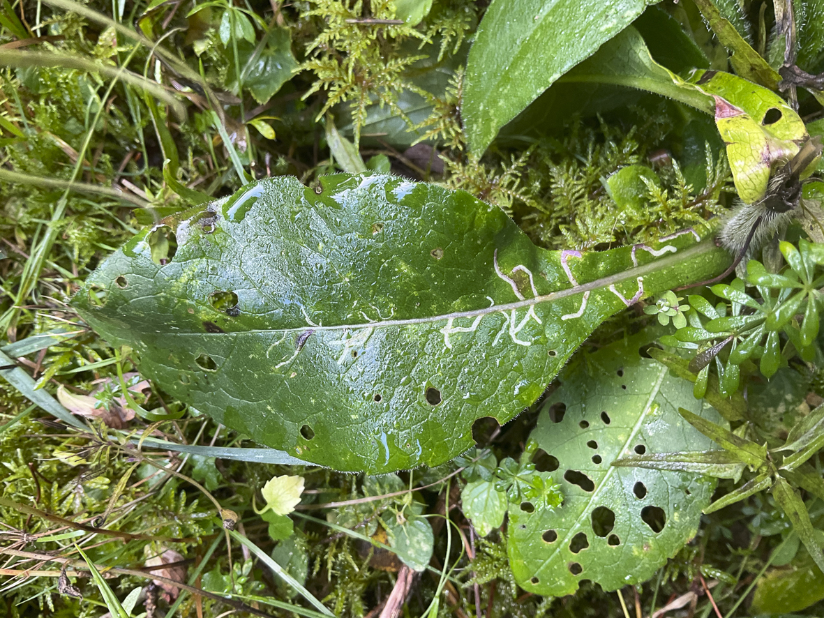 Liriomyza strigata