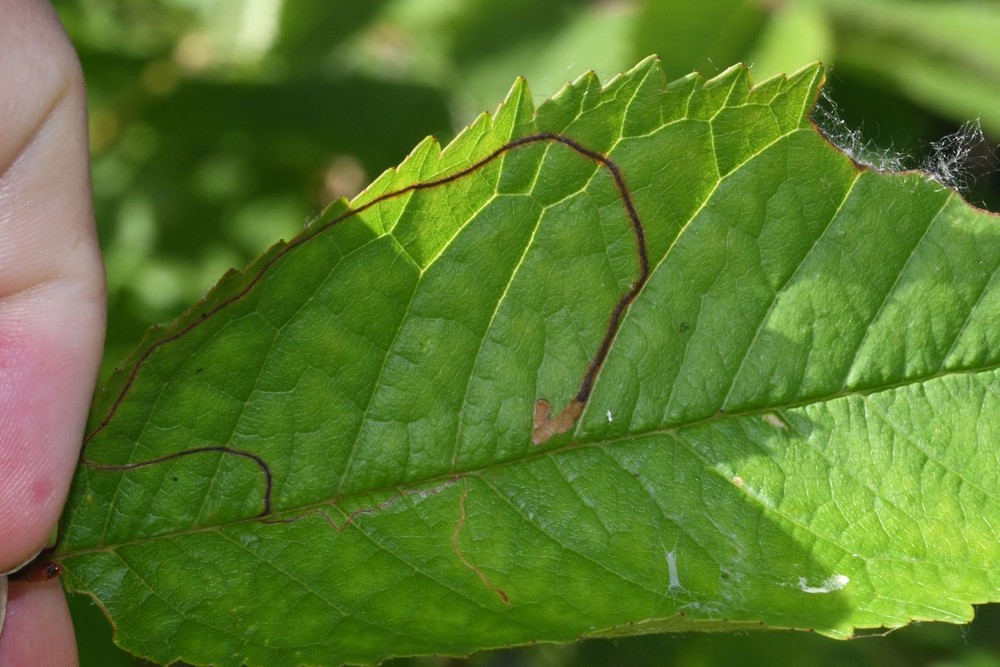 Lyonetia clerkella