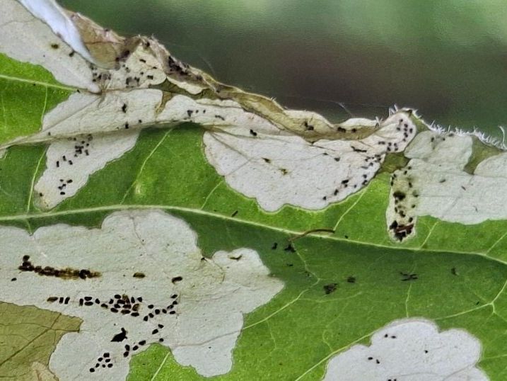 Mompha langiella