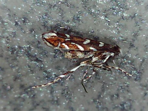 Parectopa robiniella