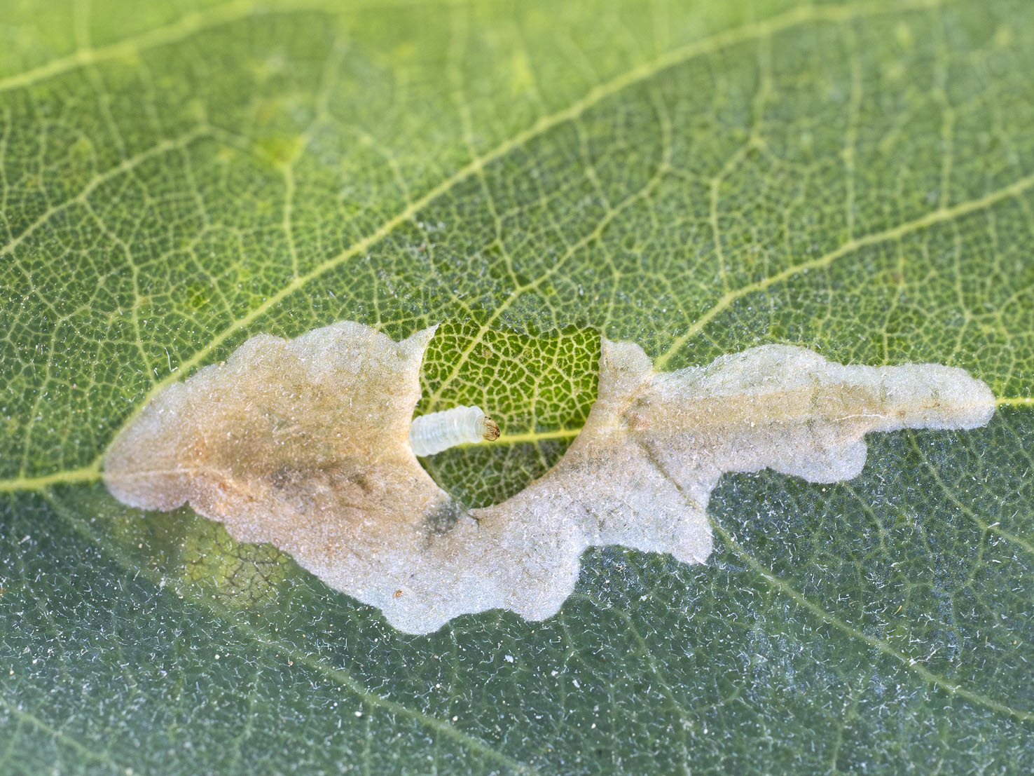 Parectopa robiniella