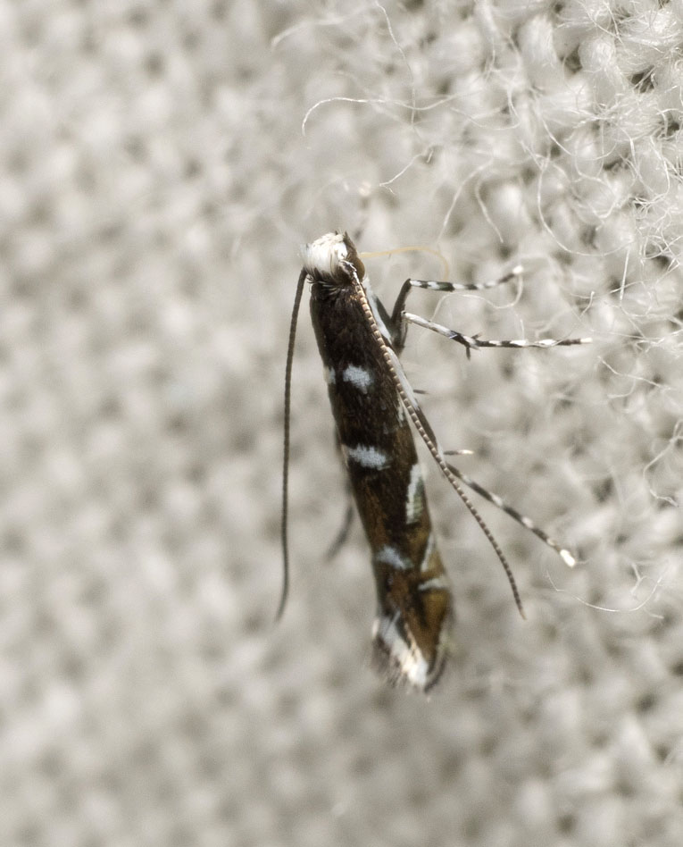 Parectopa robiniella