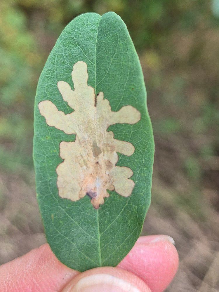 Parectopa robiniella