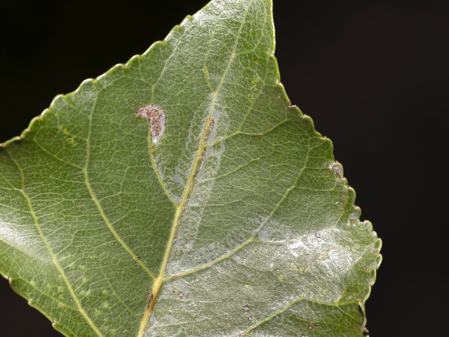 Phyllocnistis unipunctella