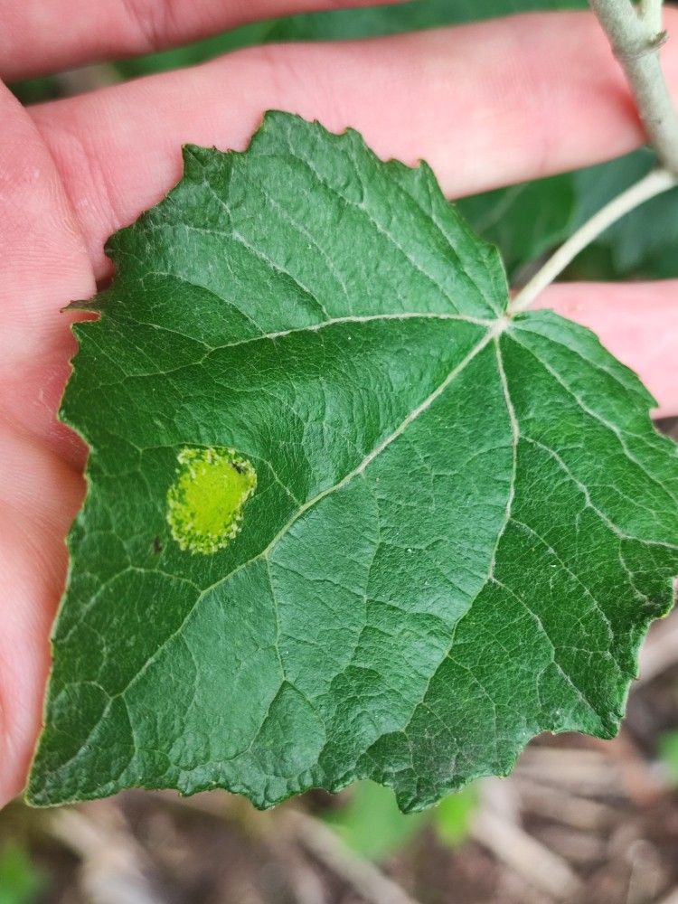 Phyllonorycter comparella