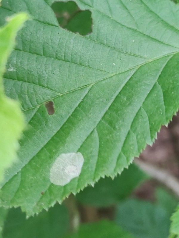 Phyllonorycter coryli