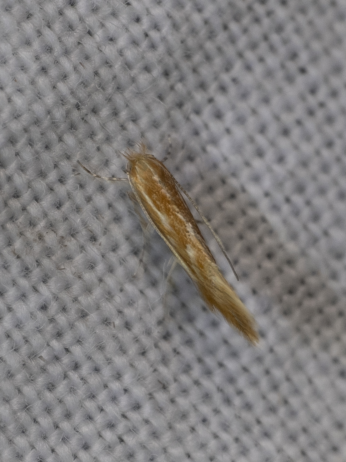 Phyllonorycter corylifoliella
